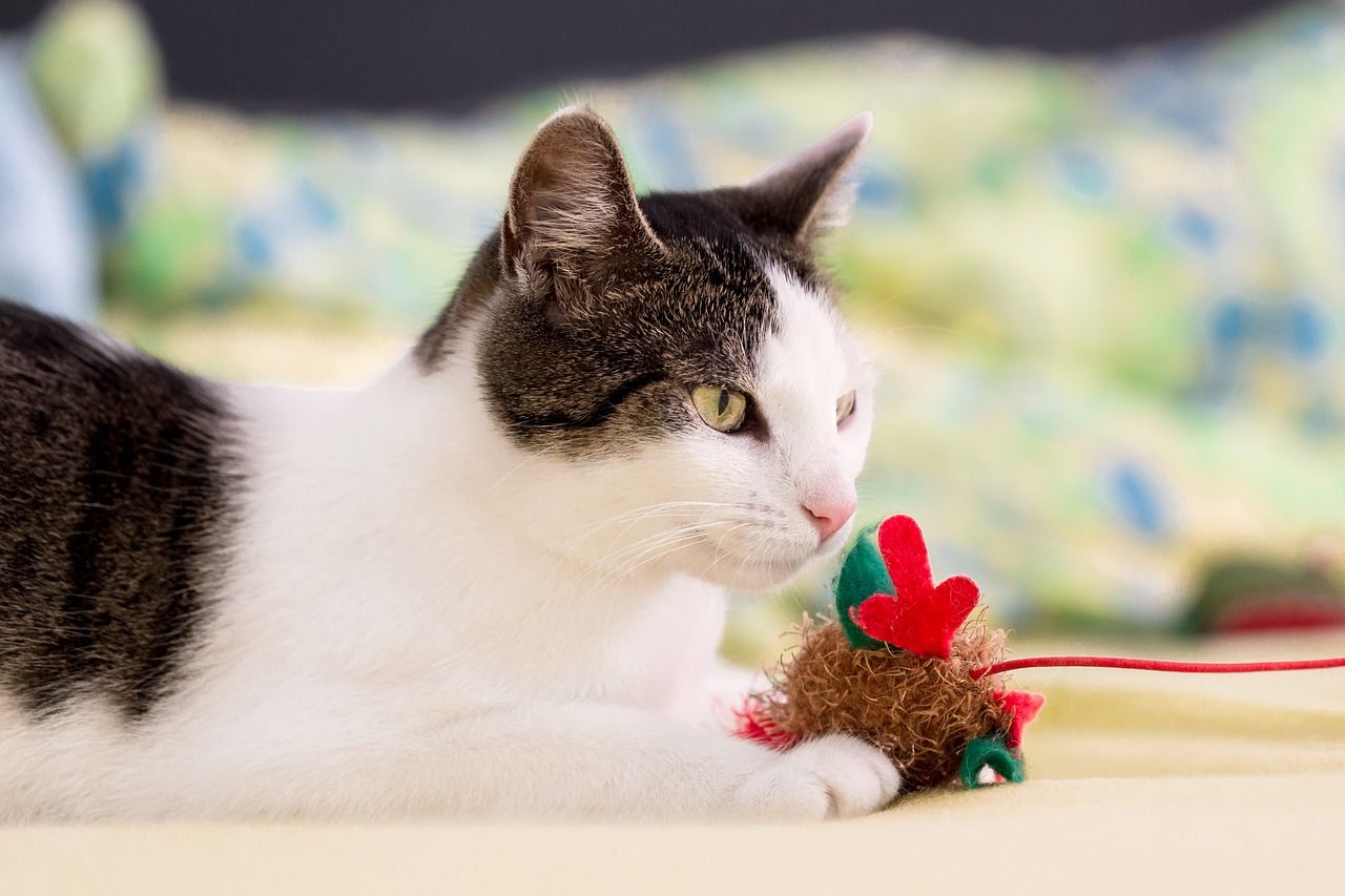 Kot w domu – co można mu zakupić, aby miał gdzie spędzać czas i bawić się